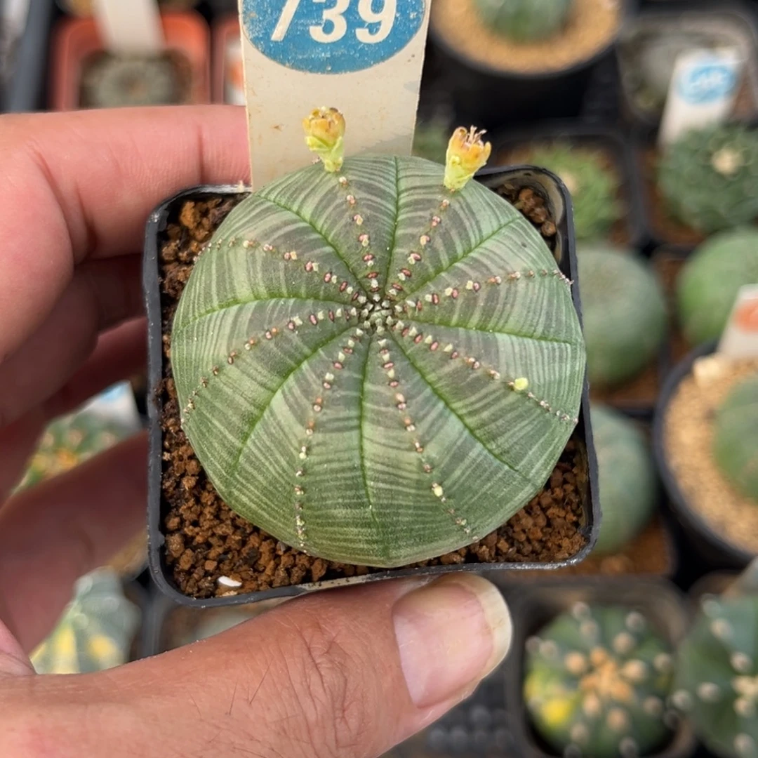 739布纹球带盆带土