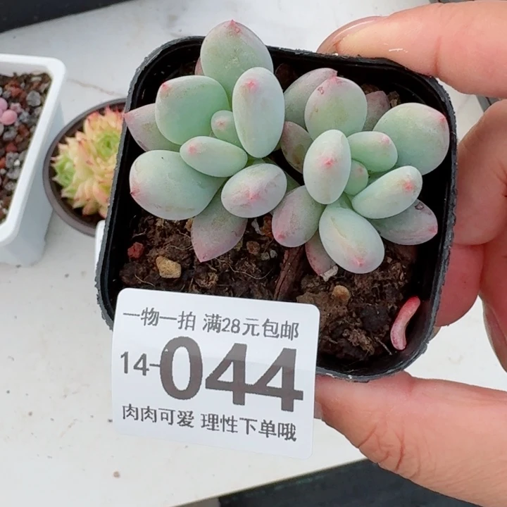 椰奶无盆土发货多肉多
