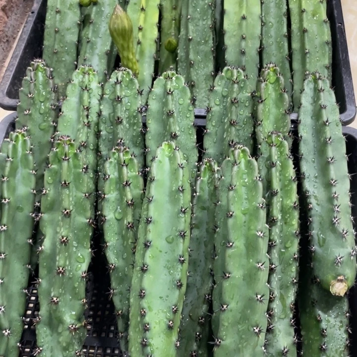 黑刺袖铺实生一代侧芽