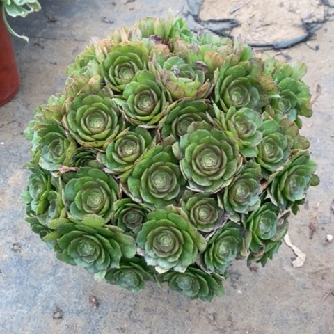 万圣节多肉植物015