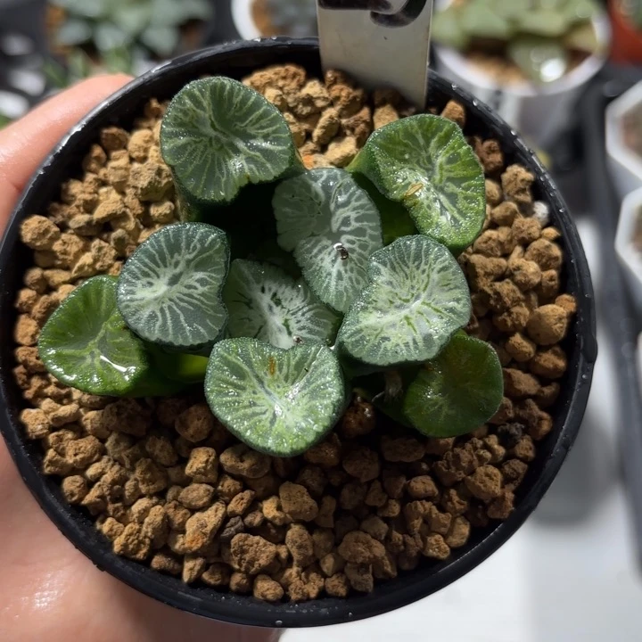 母本翡翠龙多肉植物