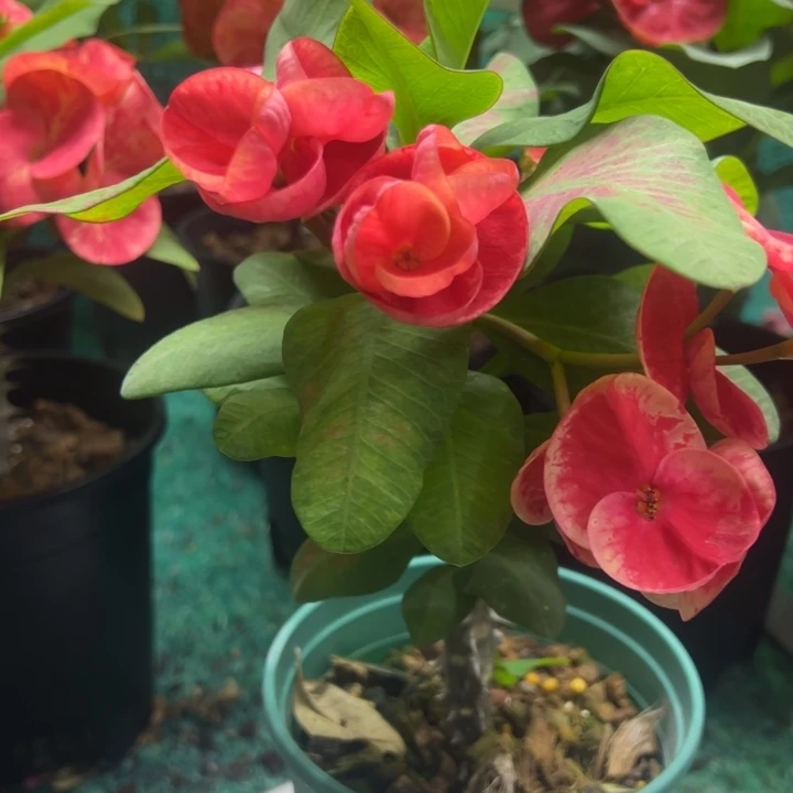 泰品嫁接一物一拍