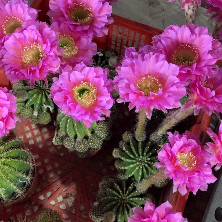 浓桃金仙人球随机发货链接