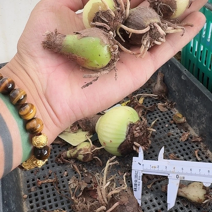 翠羽丹霞朱顶红一棵2.5+