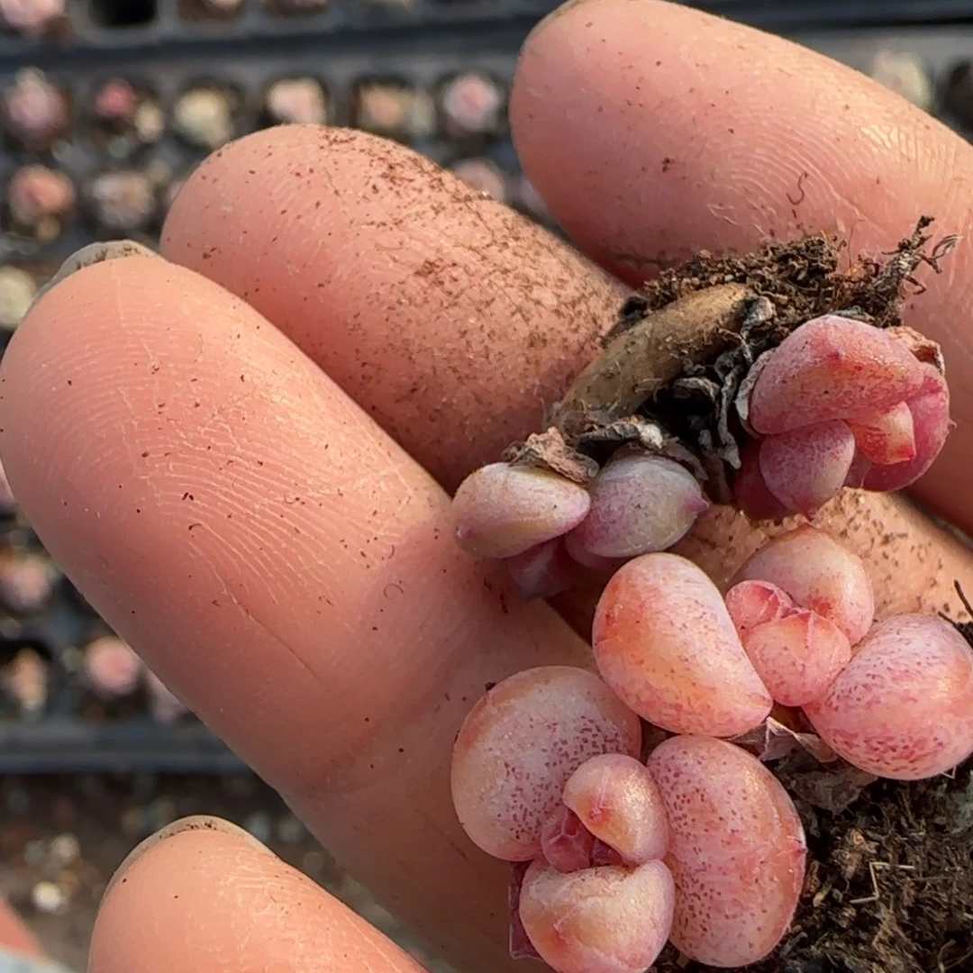 咸***肉多肉小卡拉米糖心一物一拍