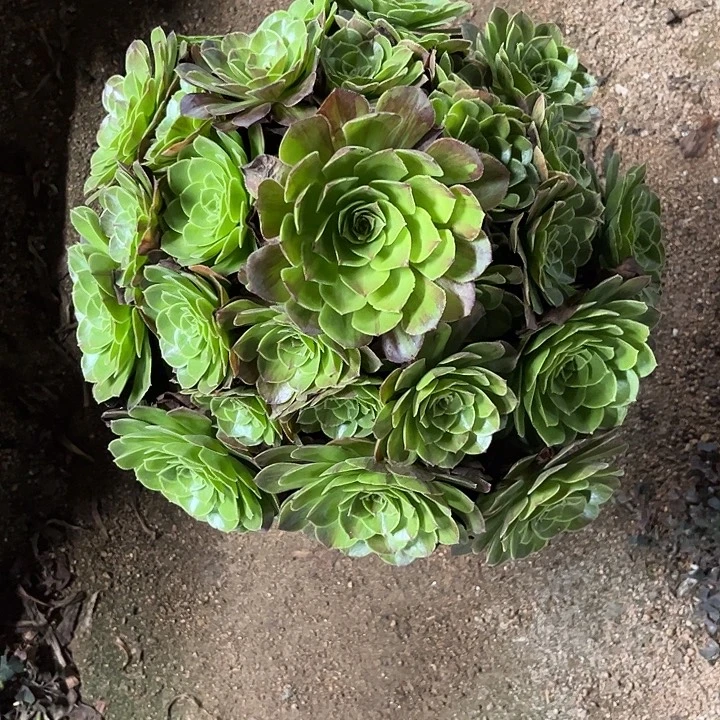 多肉植物花月夜锦……