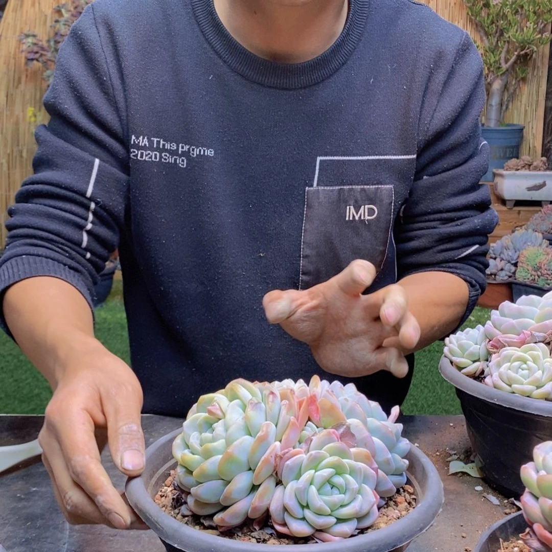 C*A155号冰玉群生