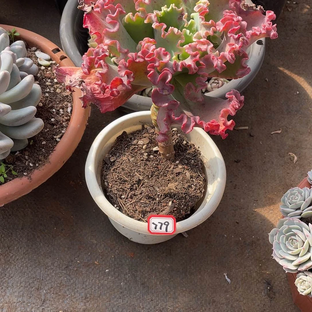 779花丽 一物一拍多肉