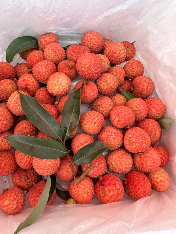 （顺丰冷链运输）桂味荔枝（荔枝中的爱马仕）