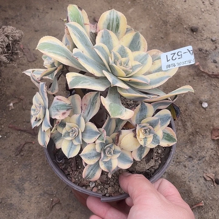 521灿烂多肉植物福利