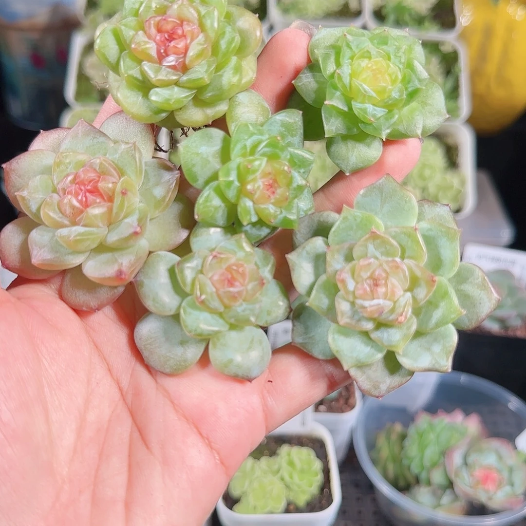 0914---77糖心珍妮