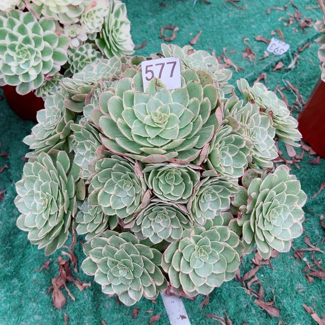 577粉花妖法师多肉植物