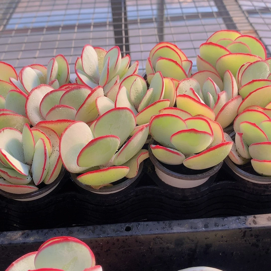 两颗白眉245567899900000