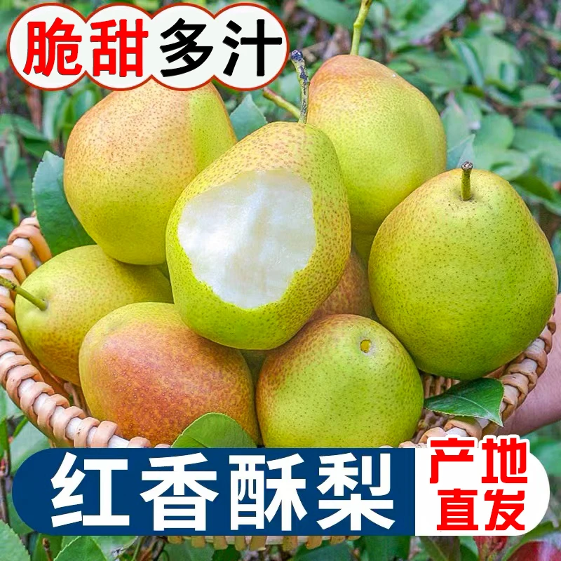 陕西红香酥梨3斤脆甜多汁 新鲜水果香梨青皮薄皮整箱坏果包赔
