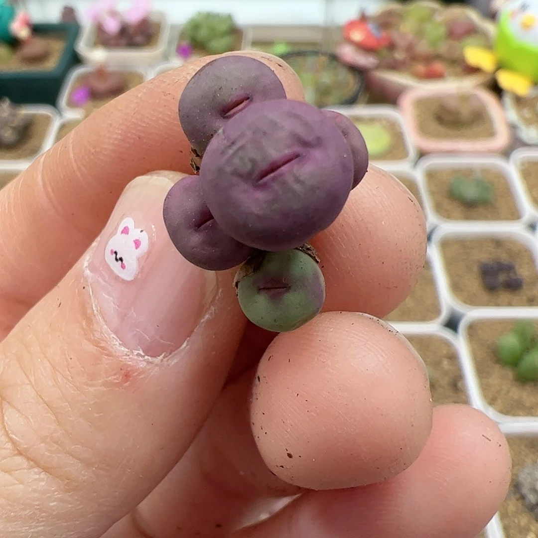 【闪购商品】396 紫脸嘴