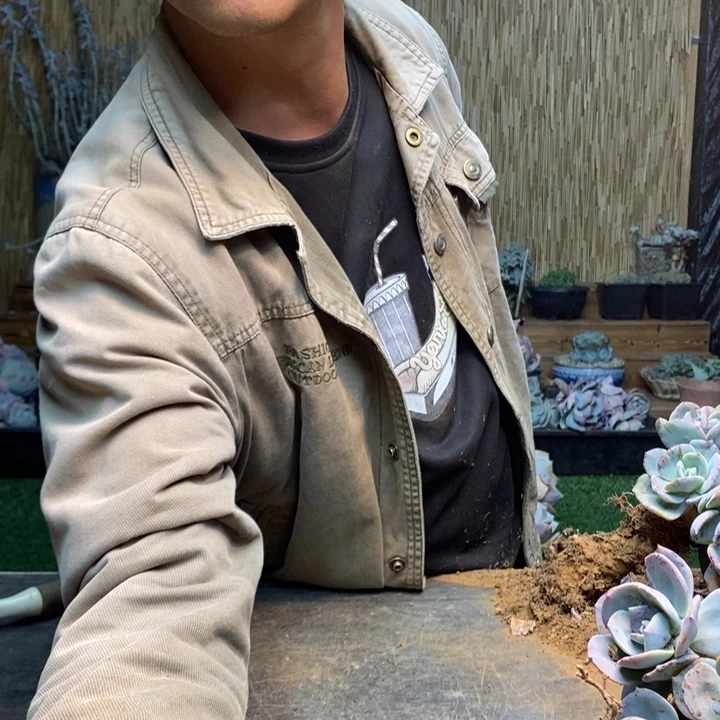 用***5156 号白凤多肉植物