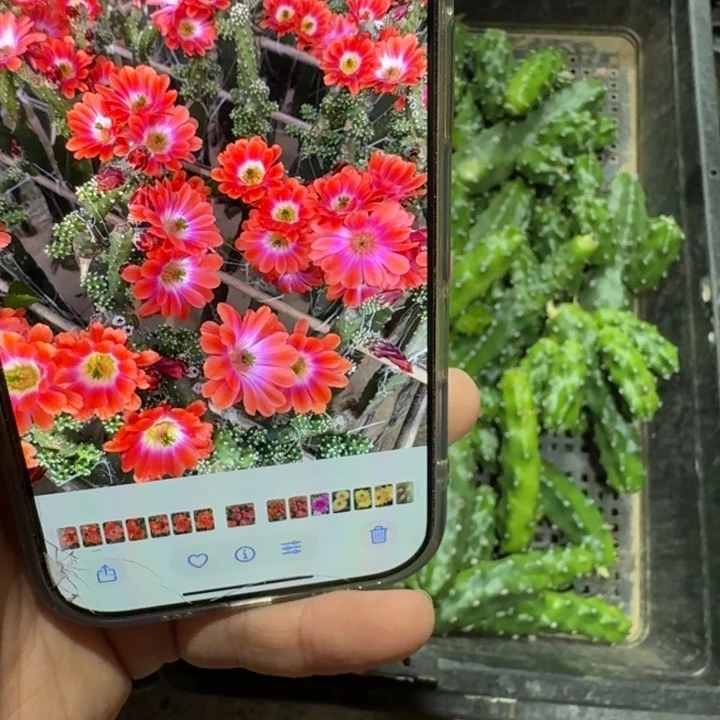 302橘水仙无根侧牙小，20包邮