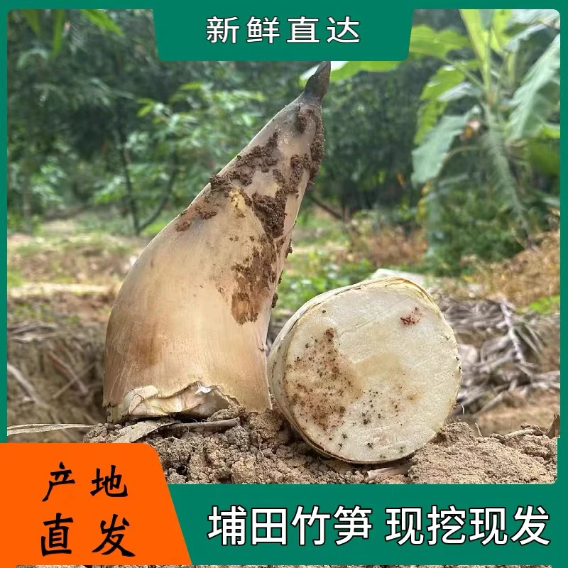 揭阳埔田甜竹笋现挖新鲜竹笋带壳农家当季鲜竹笋甜笋食笋六月麻笋