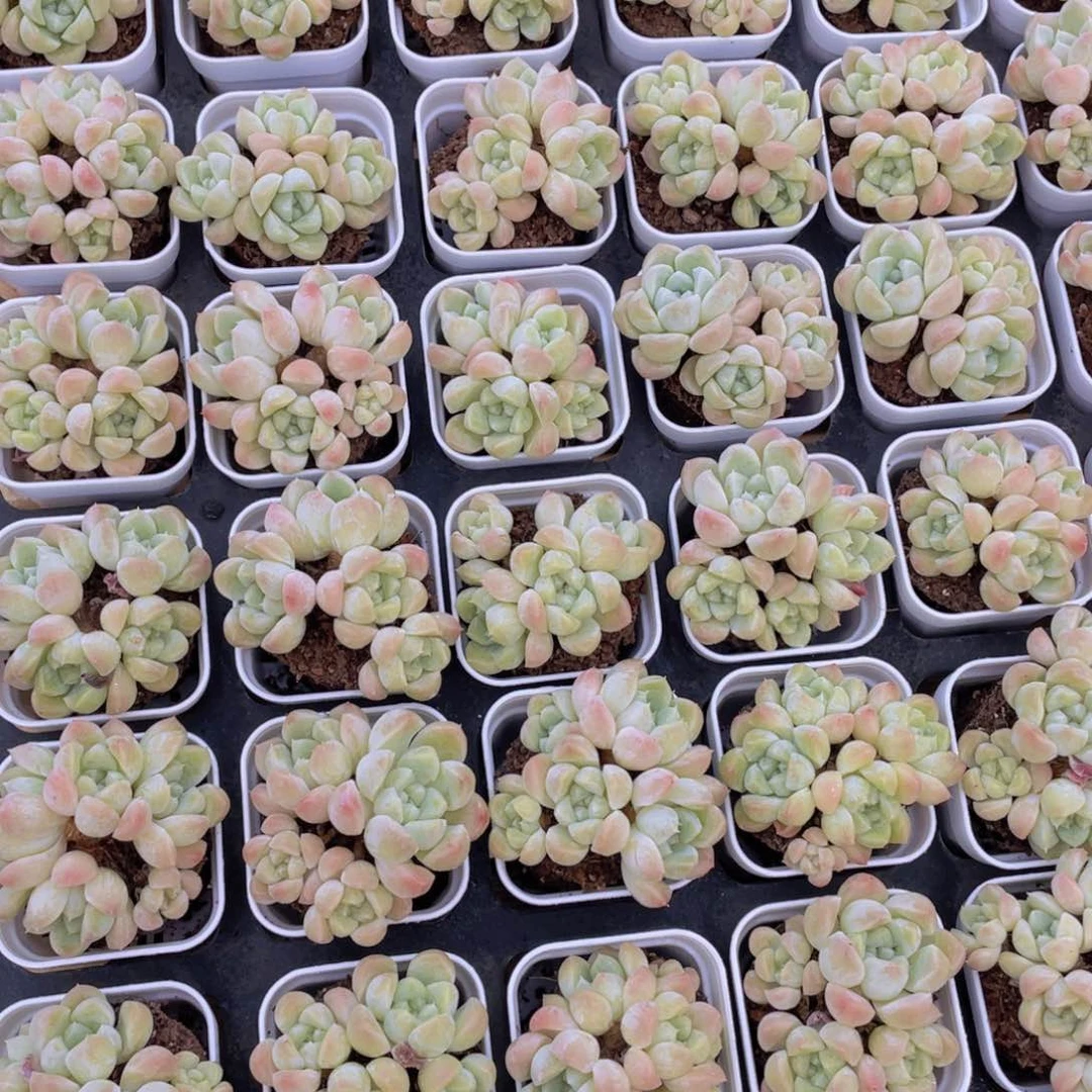 1065号 冰透美人四头起老桩一个