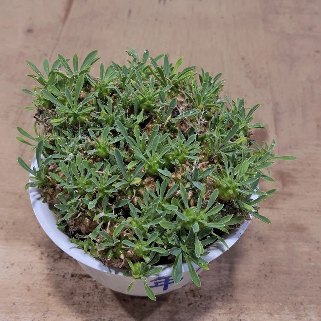 峨眉山多肉植物球1