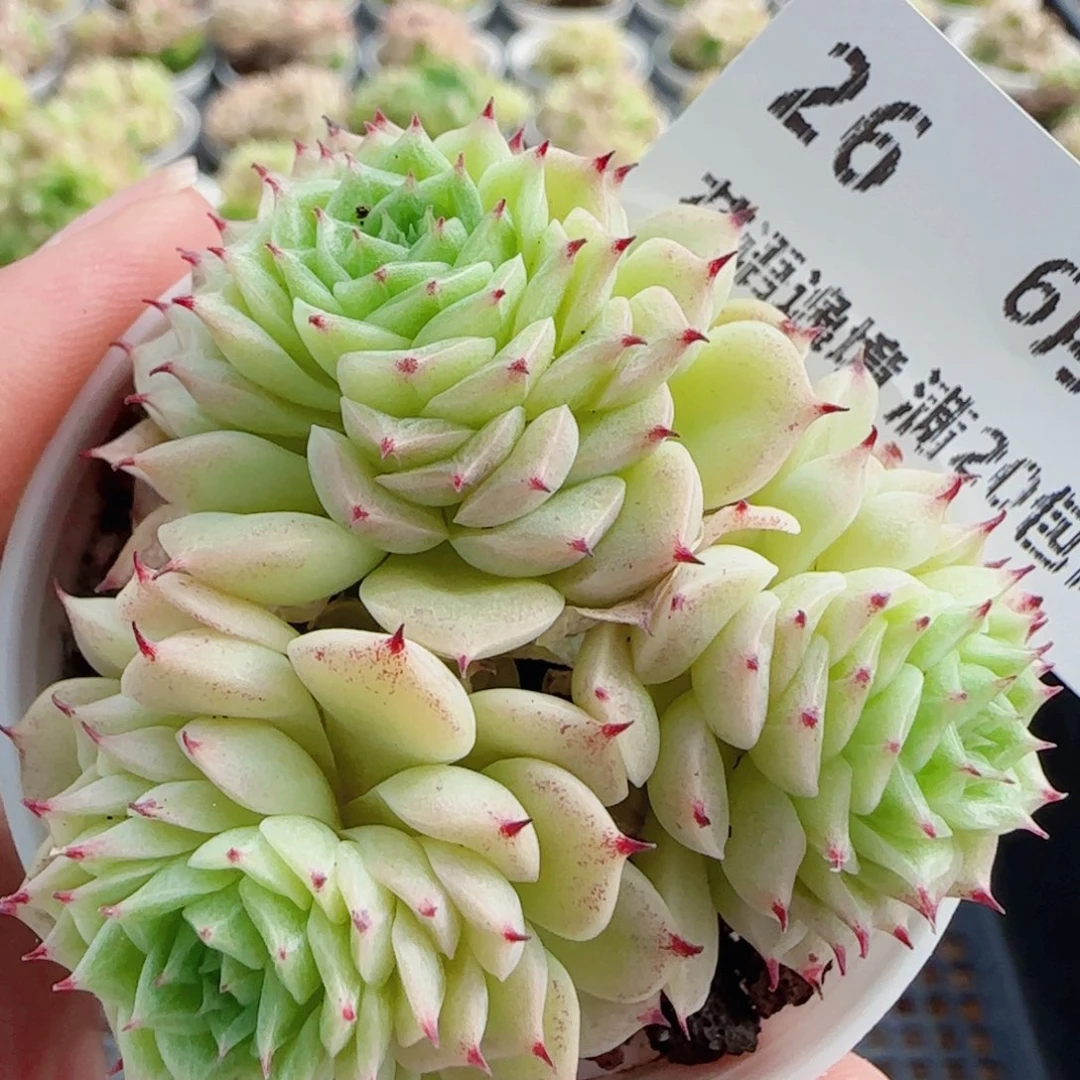 花语逸镜0618-26散