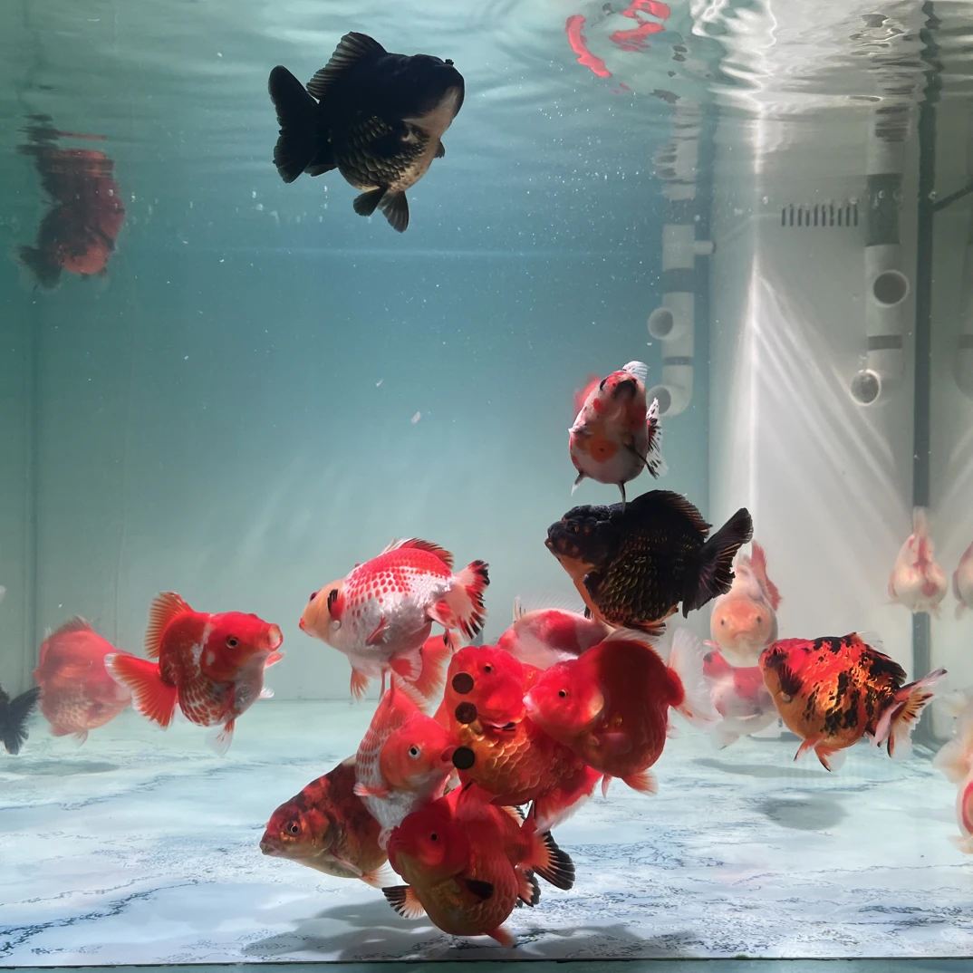 泰狮F1原泰F1金品福利价