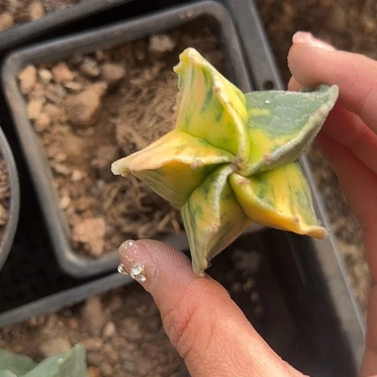 大*实生鸾锦4677888