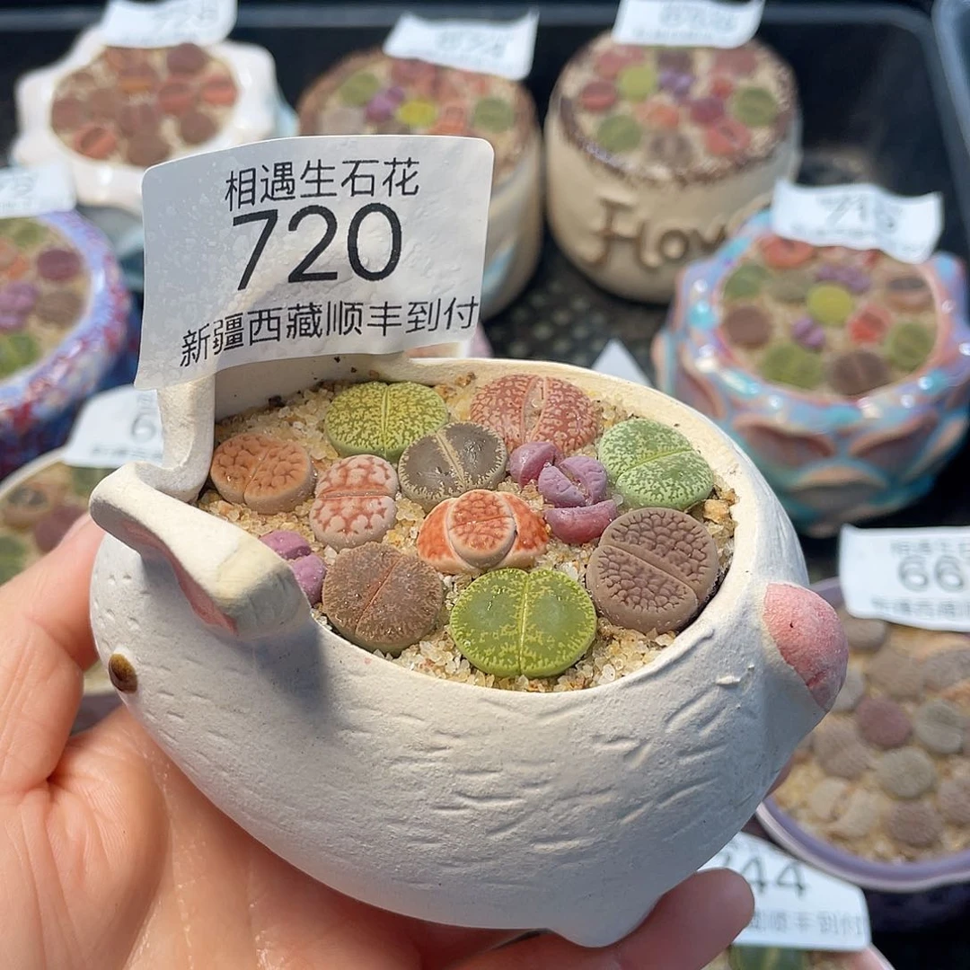 相遇生石花链接720