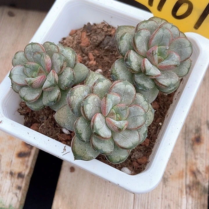 多肉植物葡萄群1101多肉