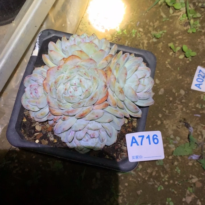 茴***啊716 满20包邮脱土发货