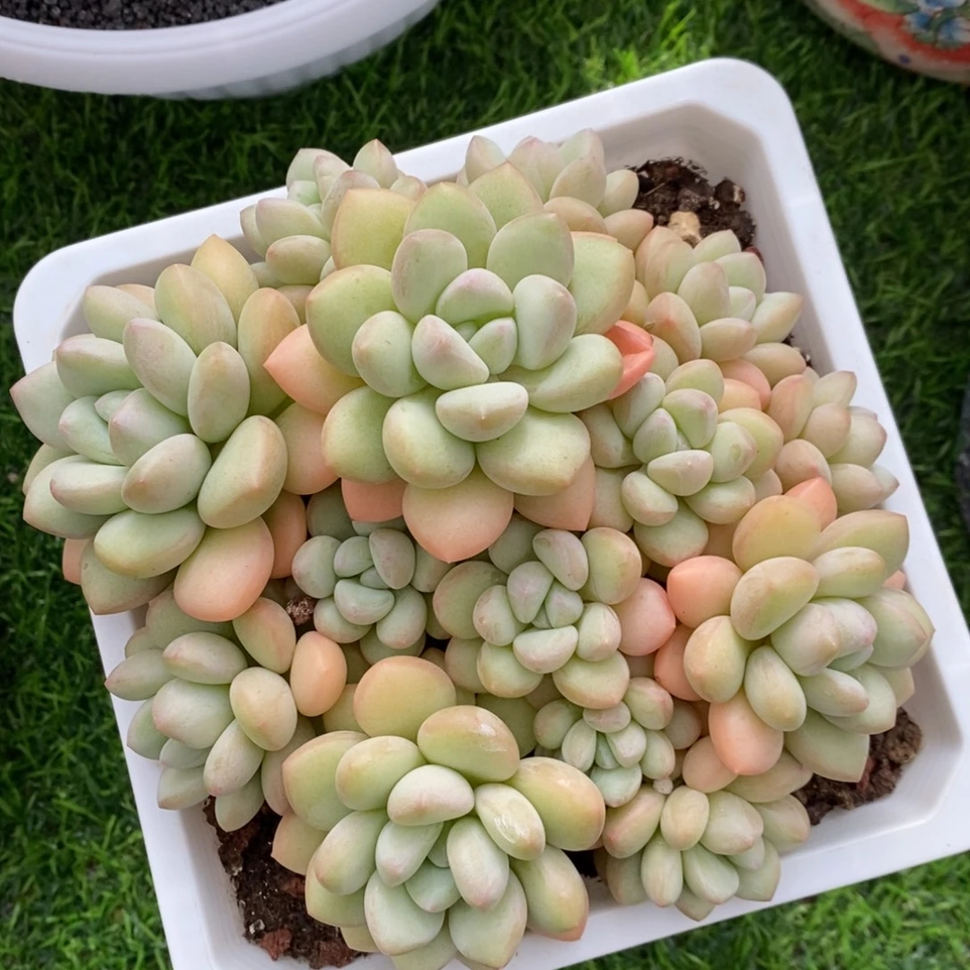 泡泡糖 一物一拍。