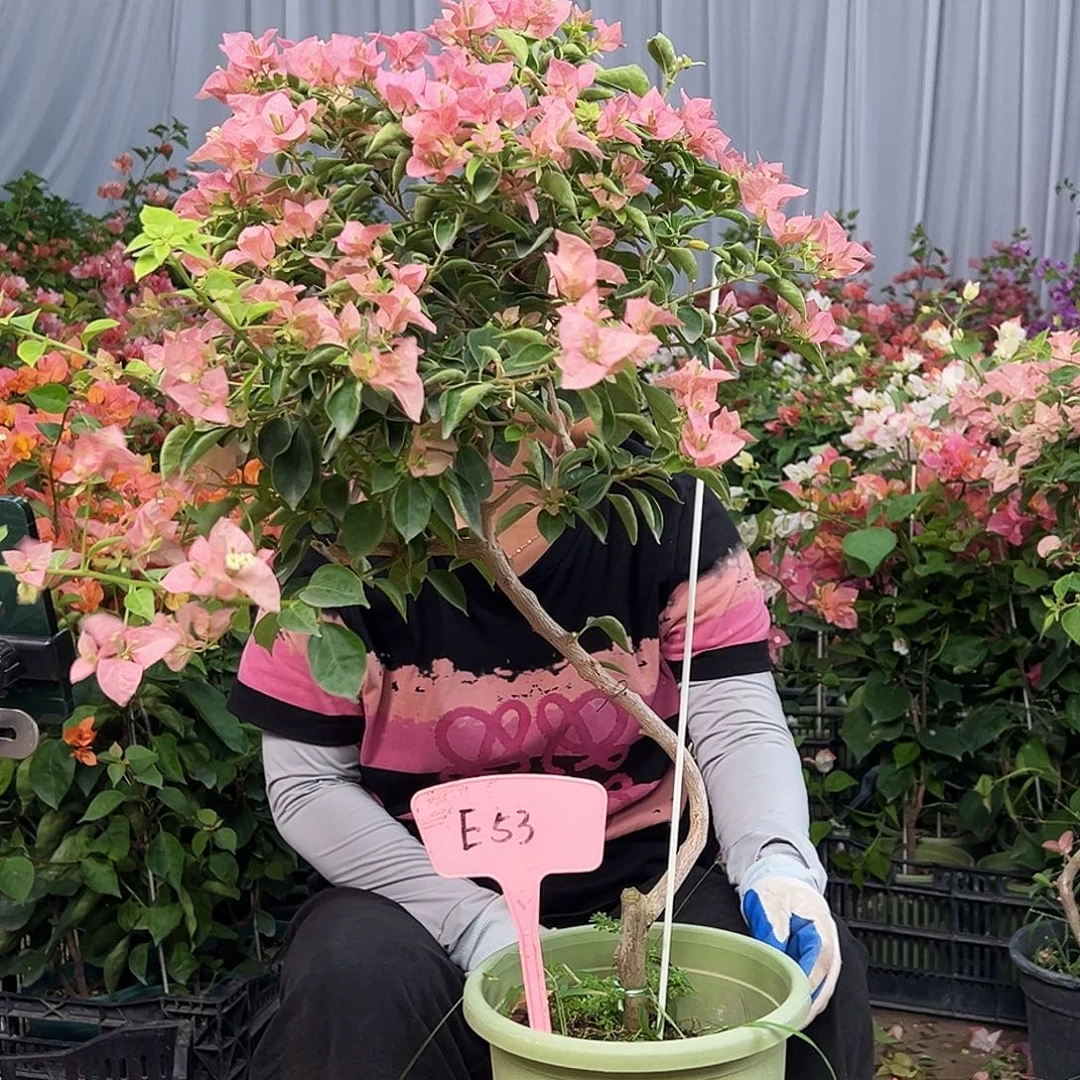 花***美大部分花苞少量开放E53所罗门