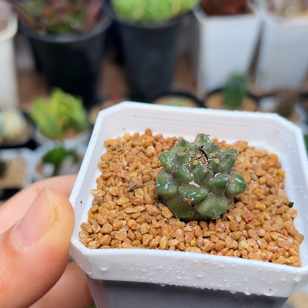 赤花娇丽实生球一颗