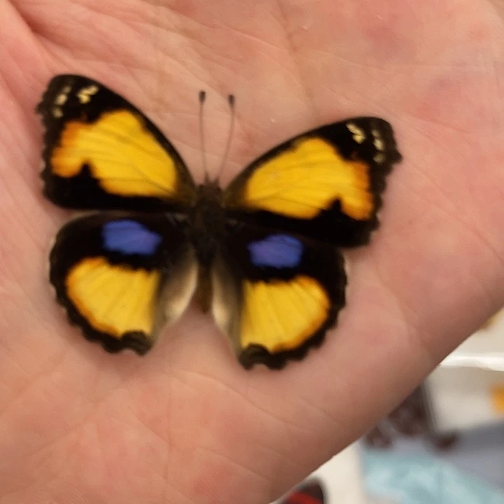 刘***子503号黄裳眼蛱蝶压棉