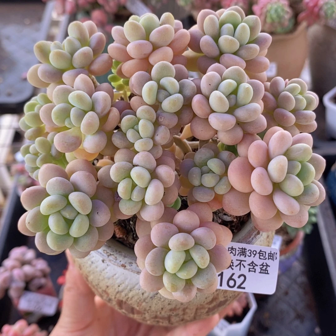 洛可可11cm162多肉植物