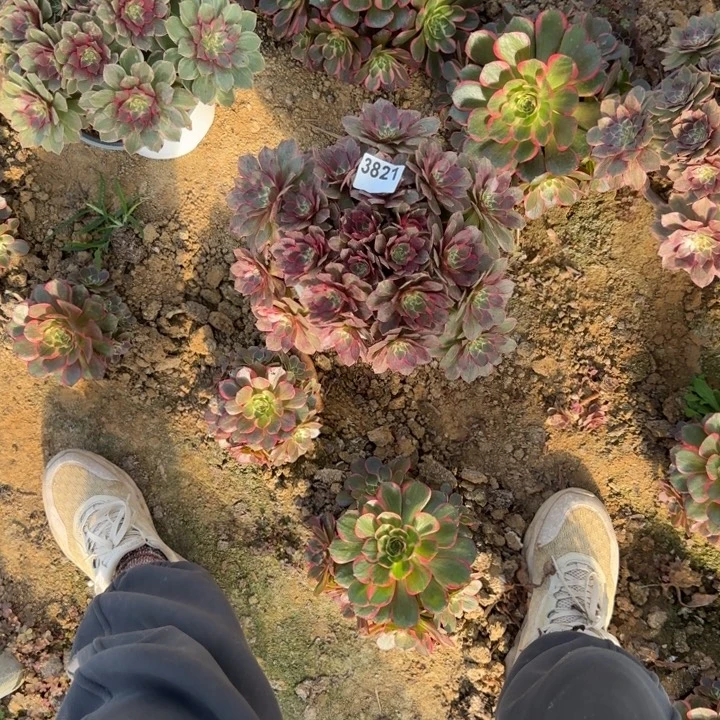 3821莲花座清棚处理不包断货