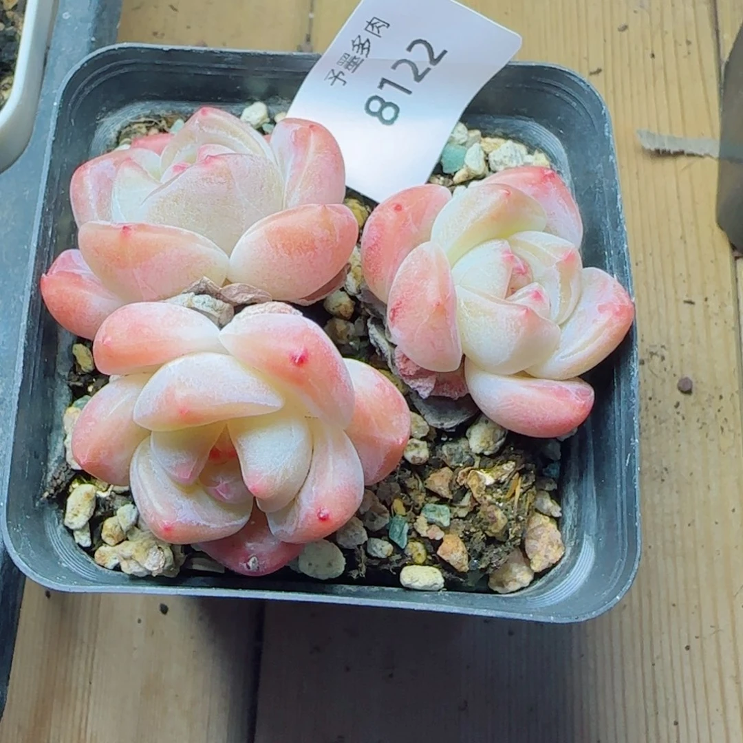 厚梦无砍，8122多肉植物