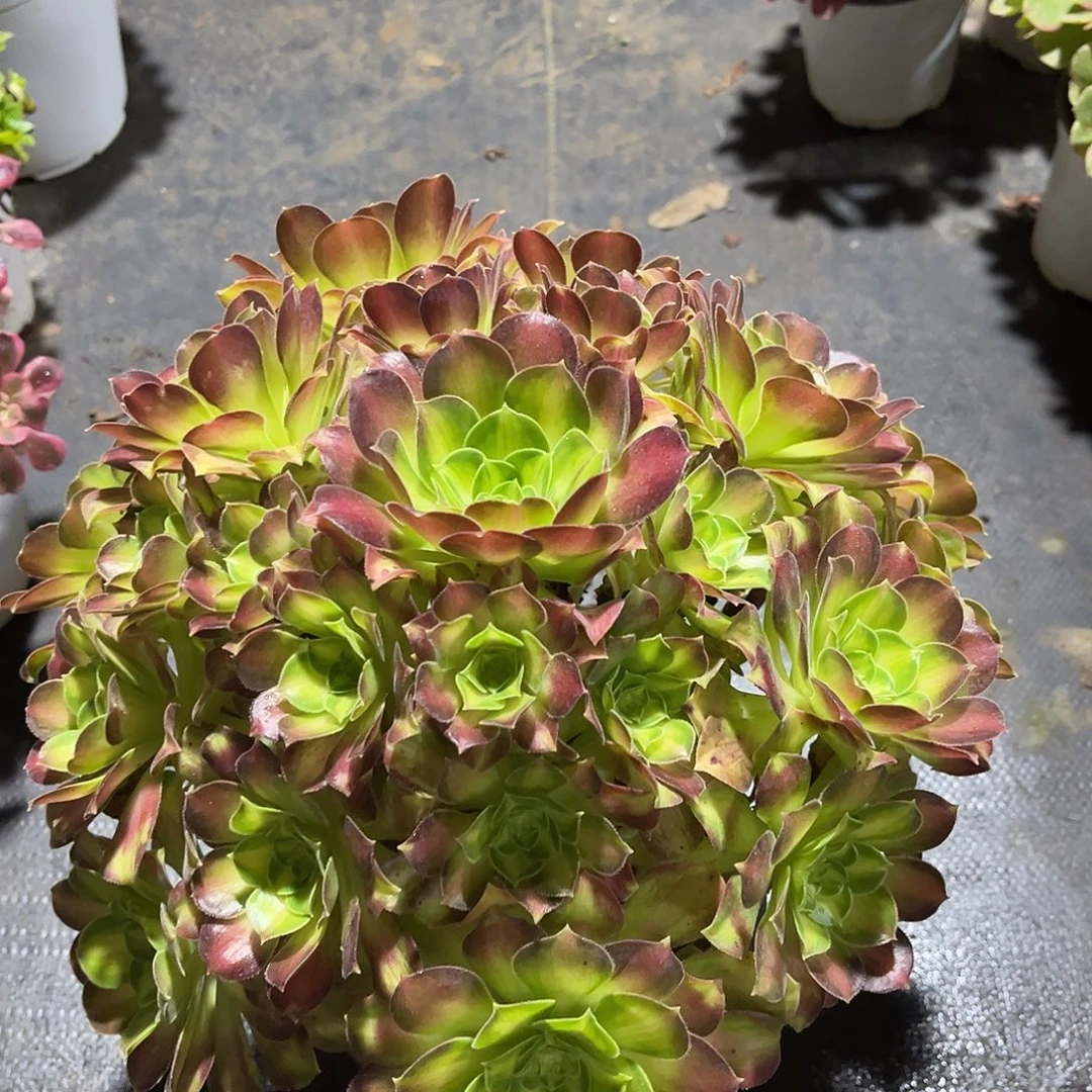 韶华法师多肉植物漂亮