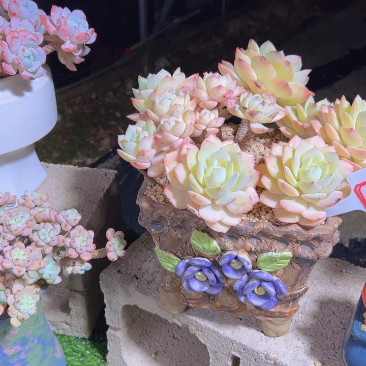 午***猫221超大恋曲一物一拍58