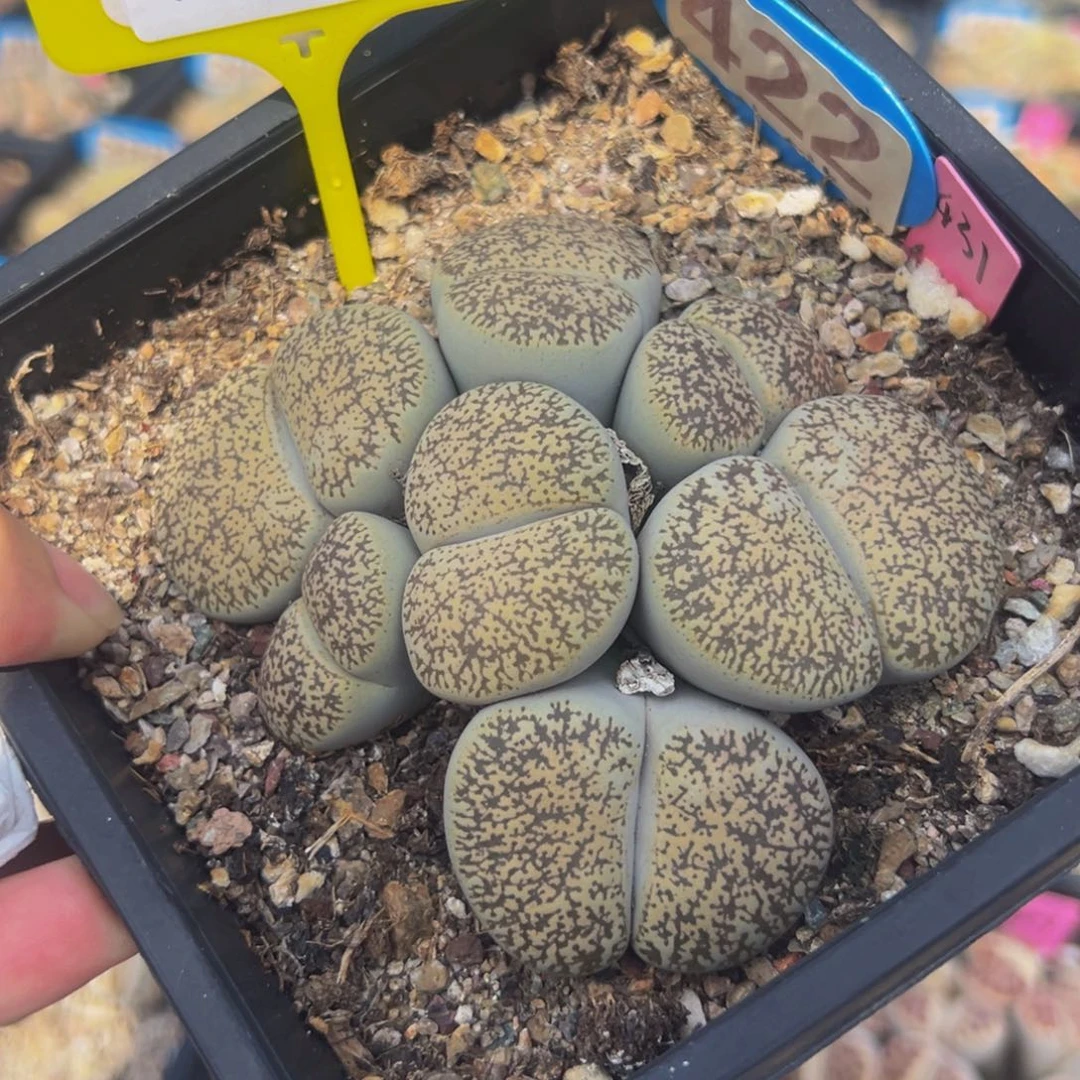 龙***园生石花大群生一物一拍862