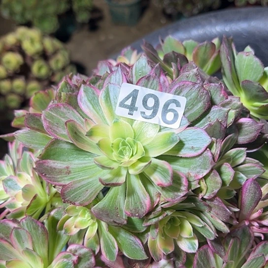 乐***忧多肉植物一个万花同496