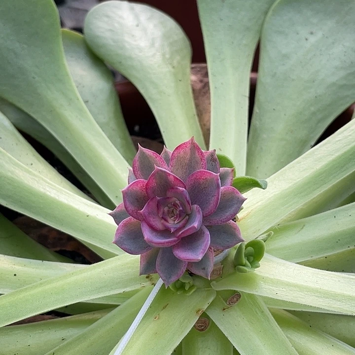 蓝色妖姬锦一物一拍锦龙