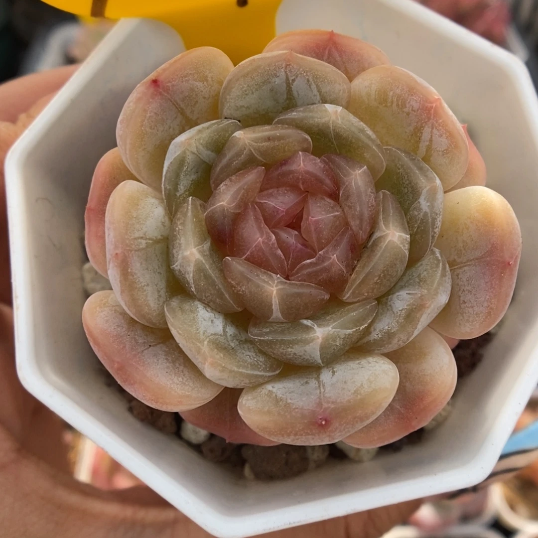 白色恋人可拍967号