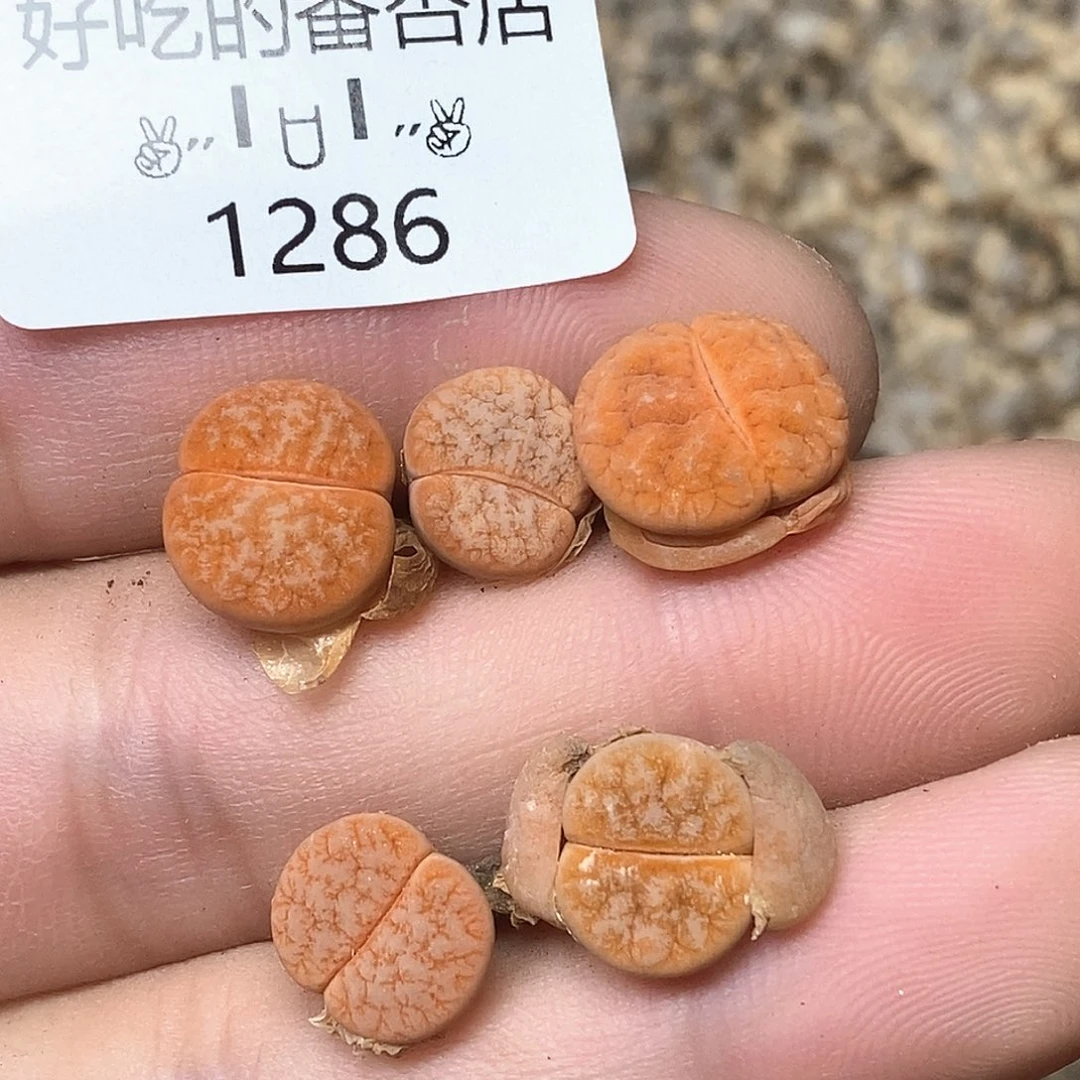 1286。零下拍保温。