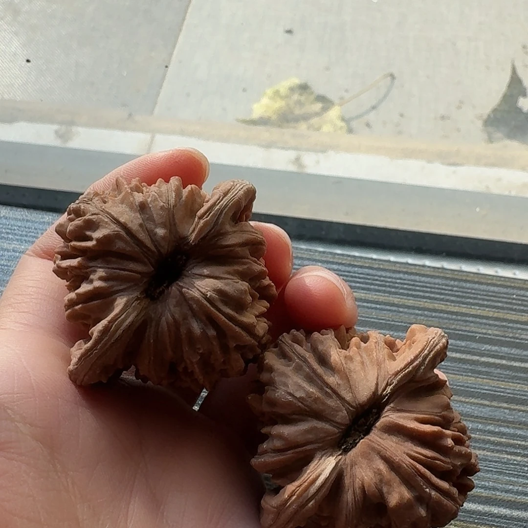 ****兜核桃老树红皮四座楼45全