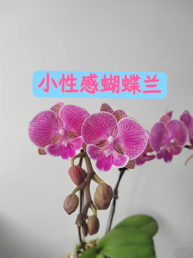 小性感3.5寸蝴蝶兰，包邮快递