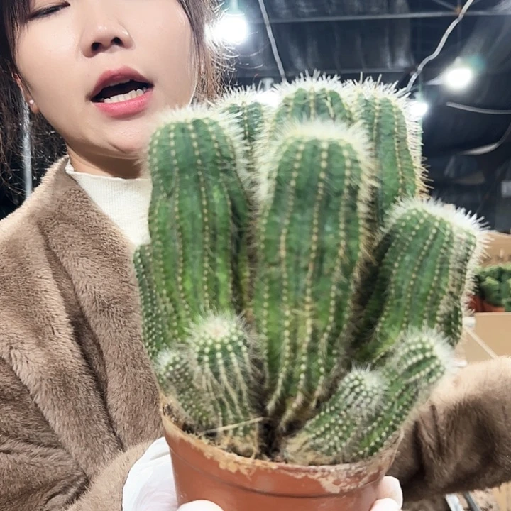 银光群（瑕疵不售后）