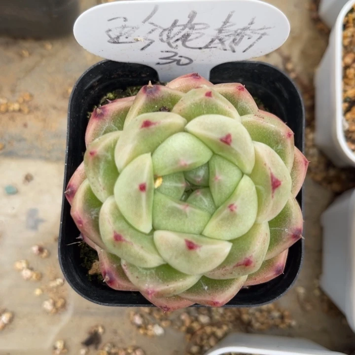 边线珍妮麦秆单头