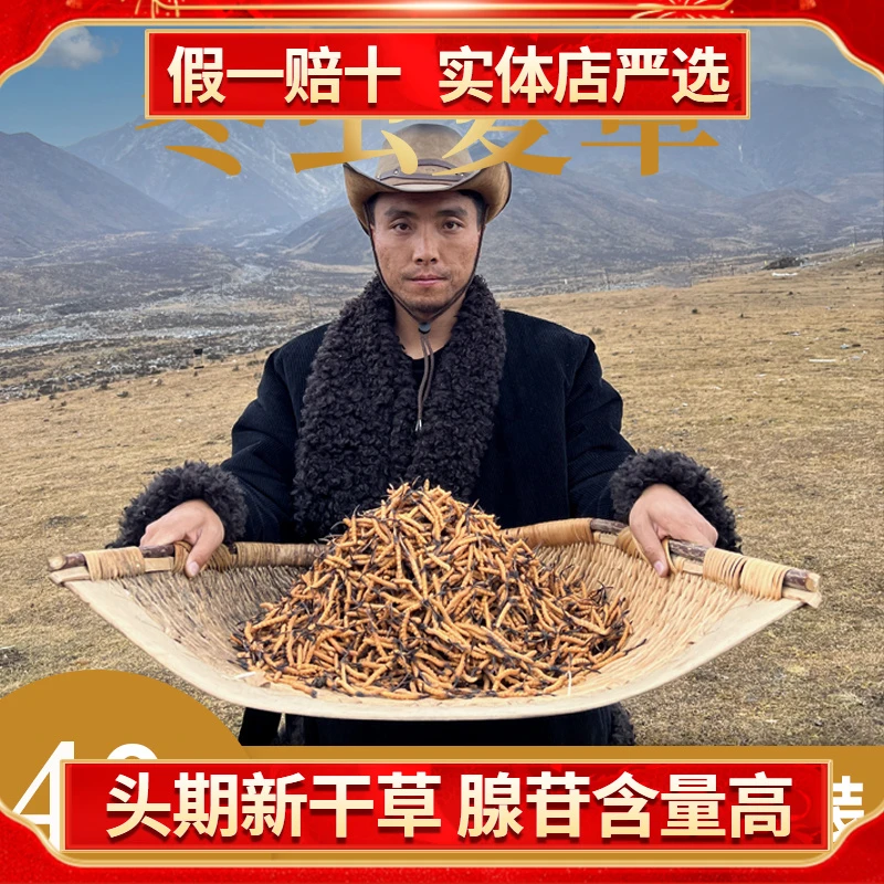 【藏地专属】冬虫夏草 中大草40根滋补