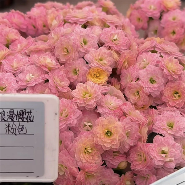 【浪漫樱花 11cm盆】重瓣大花